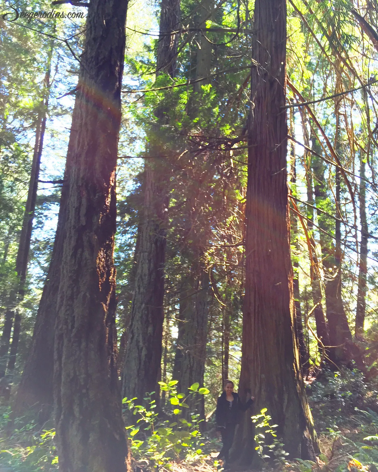 Vancouver rainforest.  Hiking is a great way to appreciate nature, unwind and still keep that body moving!  Two awesome hiking spots we went to: Capilano Suspension Bridge and Lighthouse Park.
