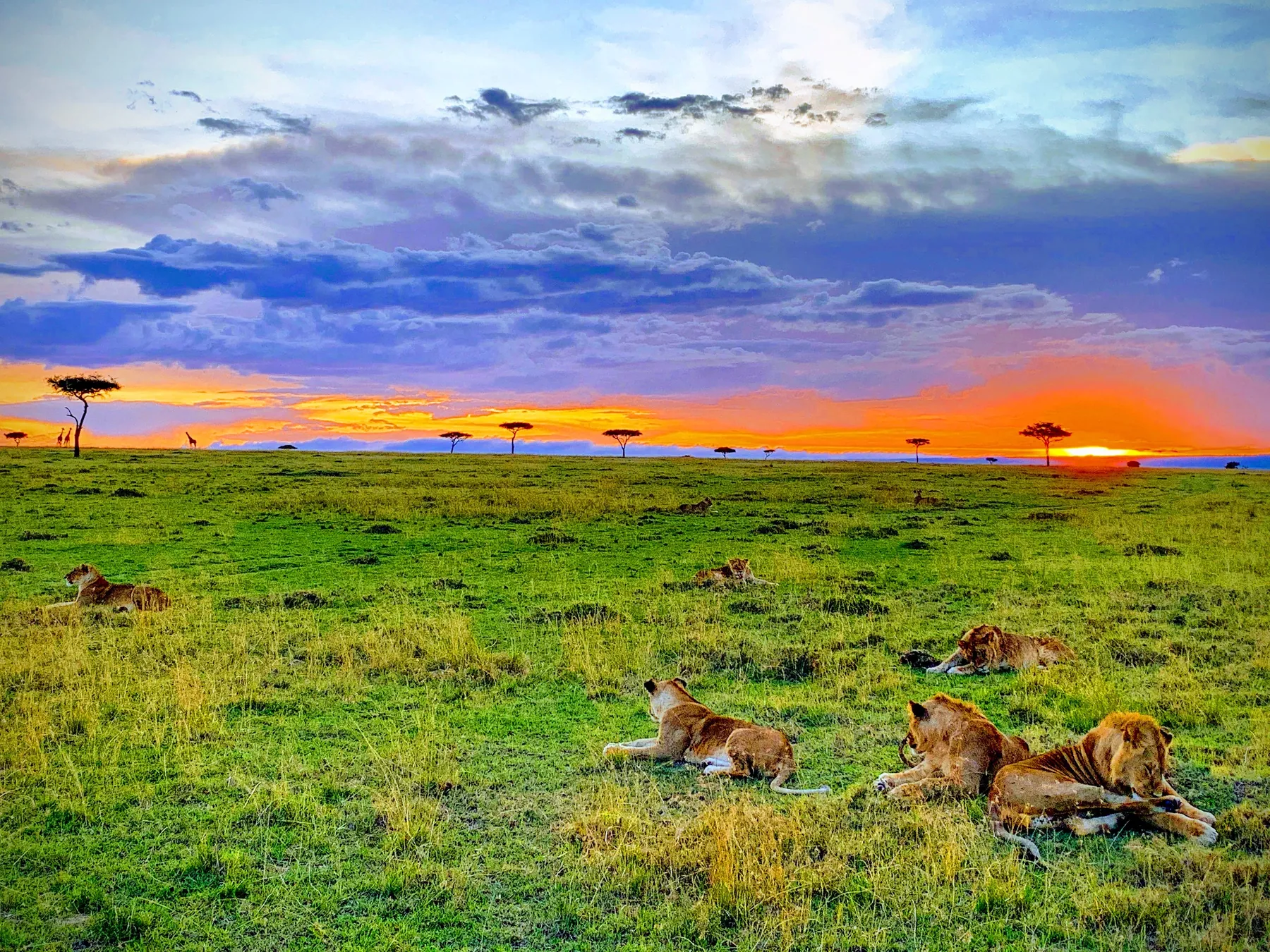 A pride of lions resting on green grass under a Masai Mara sunset