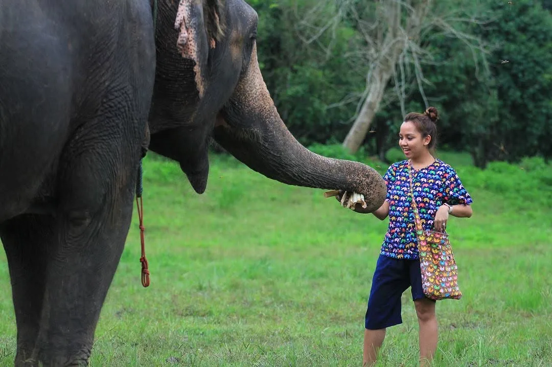 An elephant taking sugarcane from Dee with its trunk