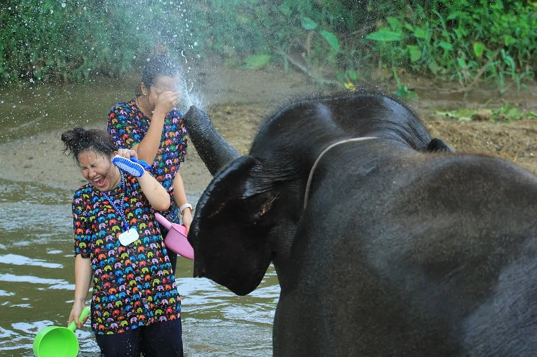 An elephant spraying water from its trunk at two laughing women